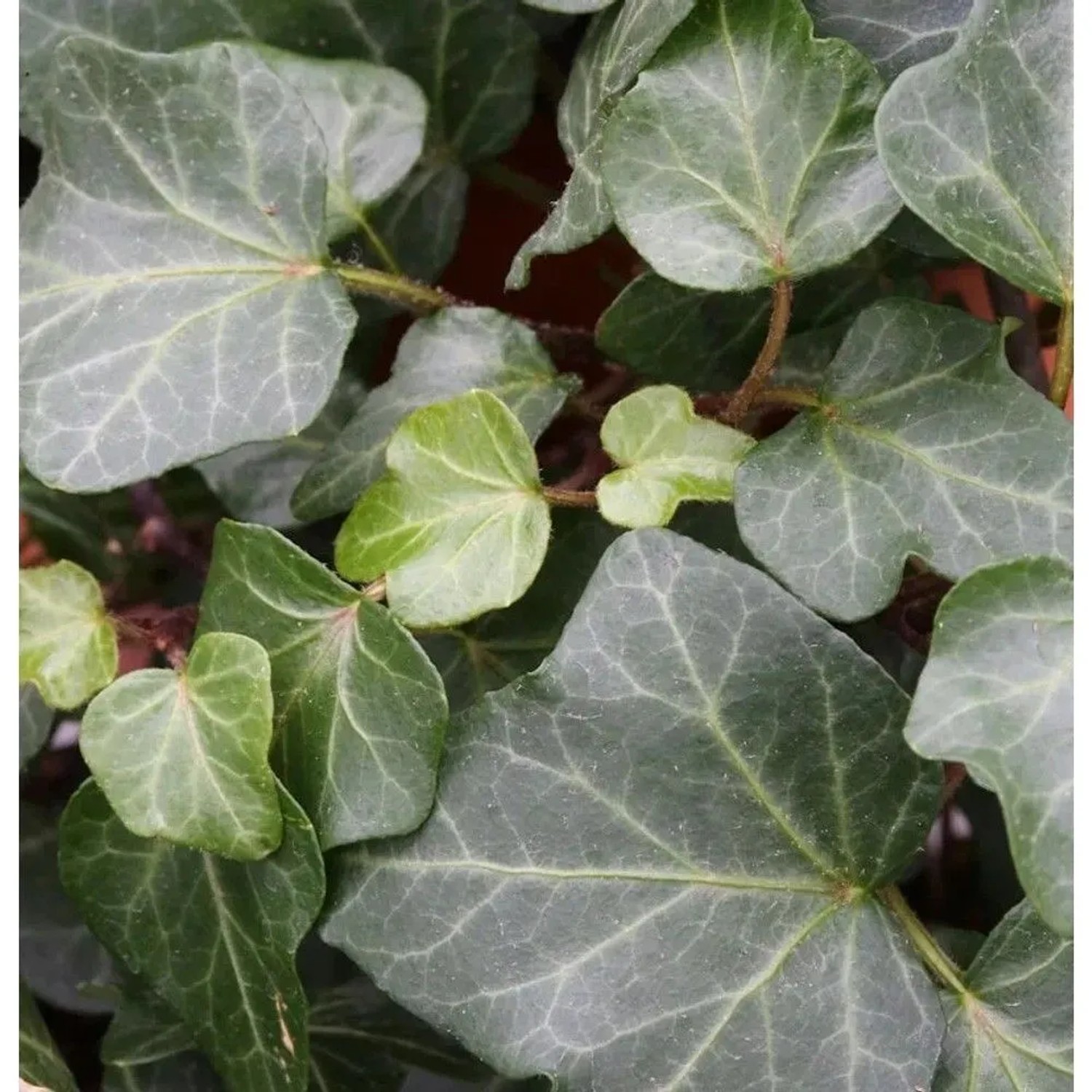 10x Efeu Plattensee 10-15cm - Hedera helix