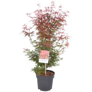 Fächerahorn im 4 l Topf, ca. 30-40 cm hoch, mit rot-grünem Laub.