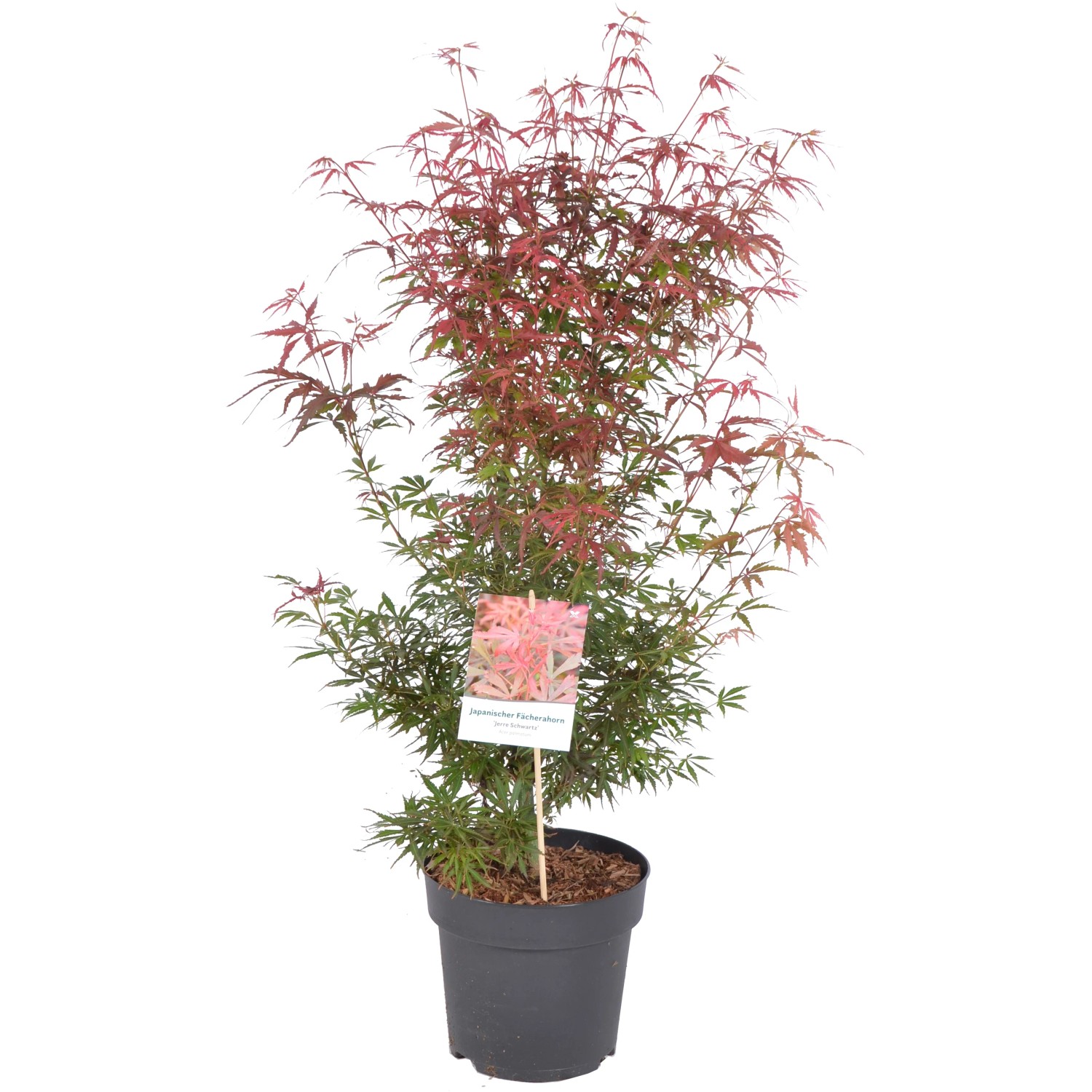 GROW by OBI Fächerahorn H ca. 30-40cm Topf 4 l