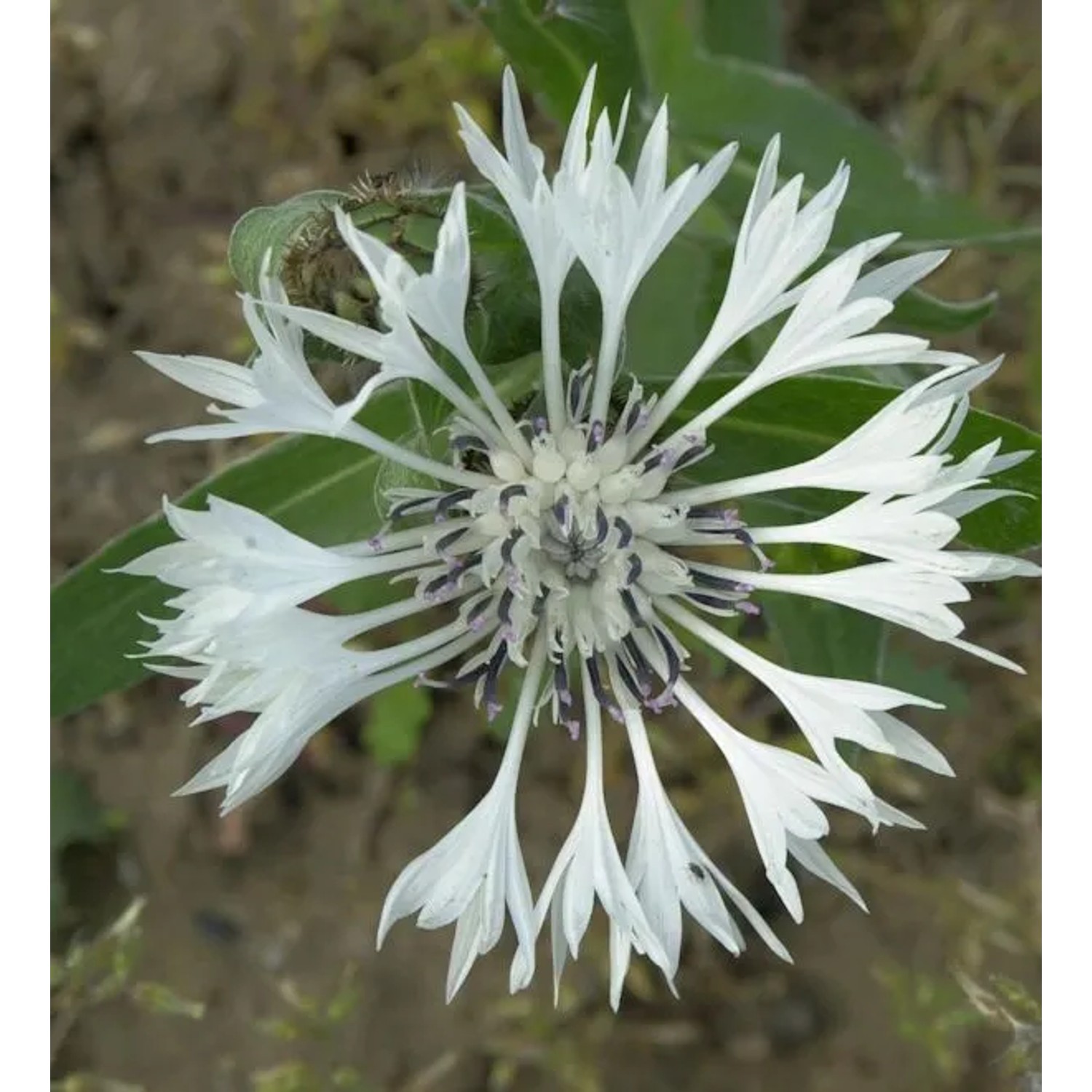 Bergflockenblume Alba - Centaurea montana