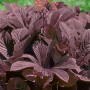 Rodgersia Pinnata 'Chocolate Wings' Schaublatt mit braunem Laub und rosa Blüte im Topf.