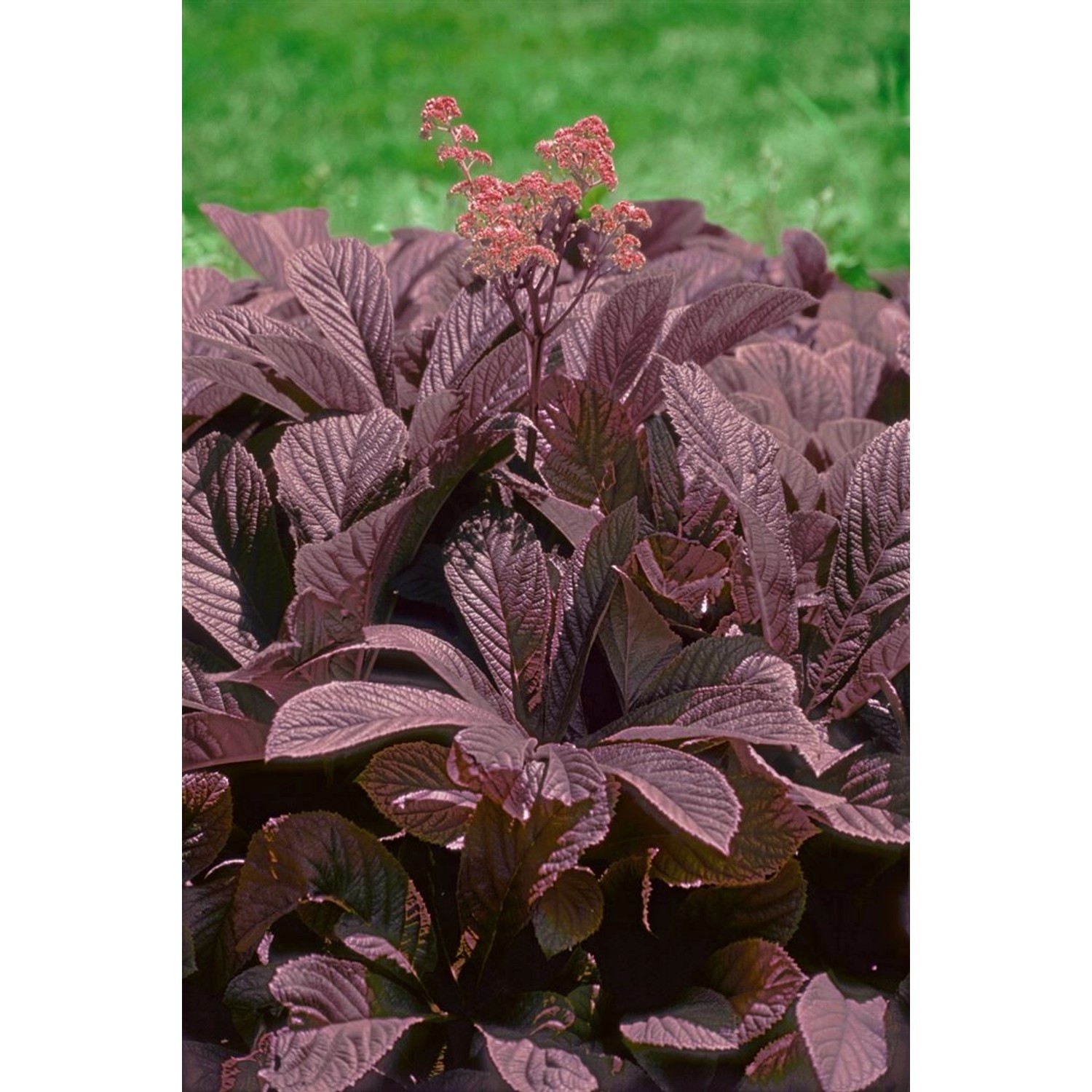 Rodgersia Pinnata Chocolate Wings Schaublatt Ca. 11x11 cm Topf günstig online kaufen