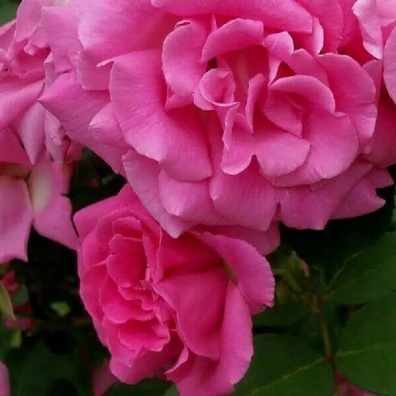 Kletterrose 'Zéphirine Drouhin' Rosa Duftende Blüten