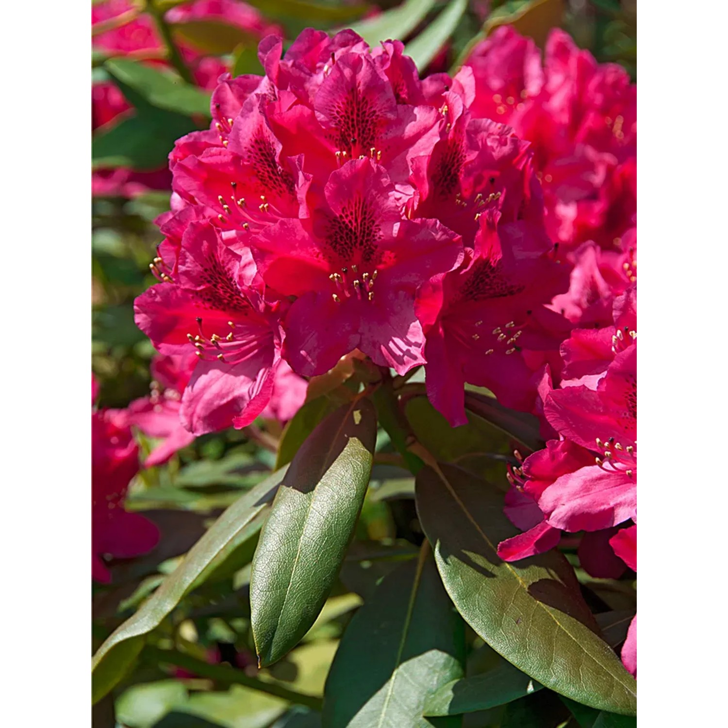 GROW by OBI Rhododendron Nova Zembla Rot 50-60 cm 7,5 l kaufen bei OBI