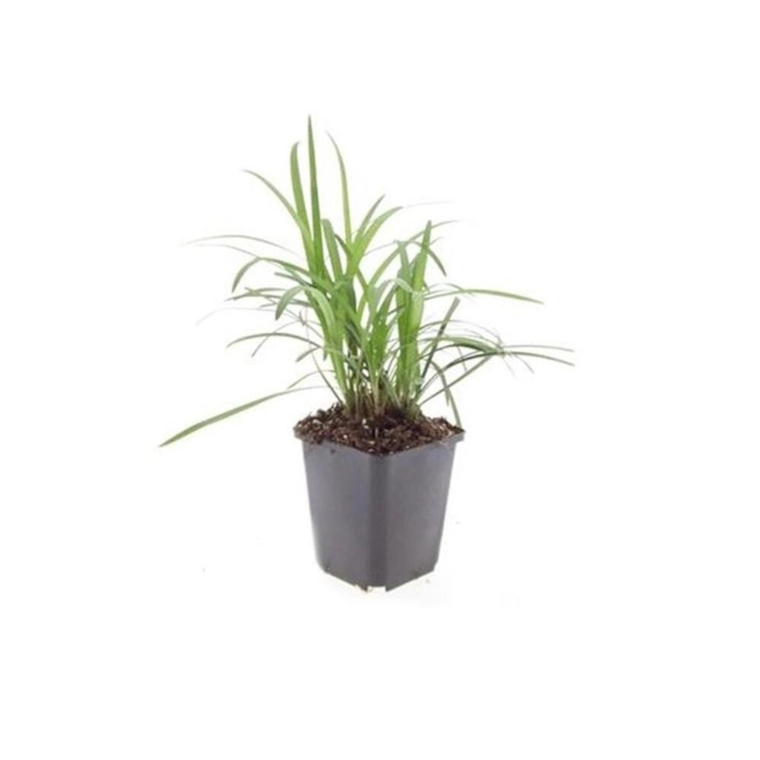 Exotenherz Glöckchentraube Liliengras Liriope Muscari Monroe White 9cm Topf günstig online kaufen