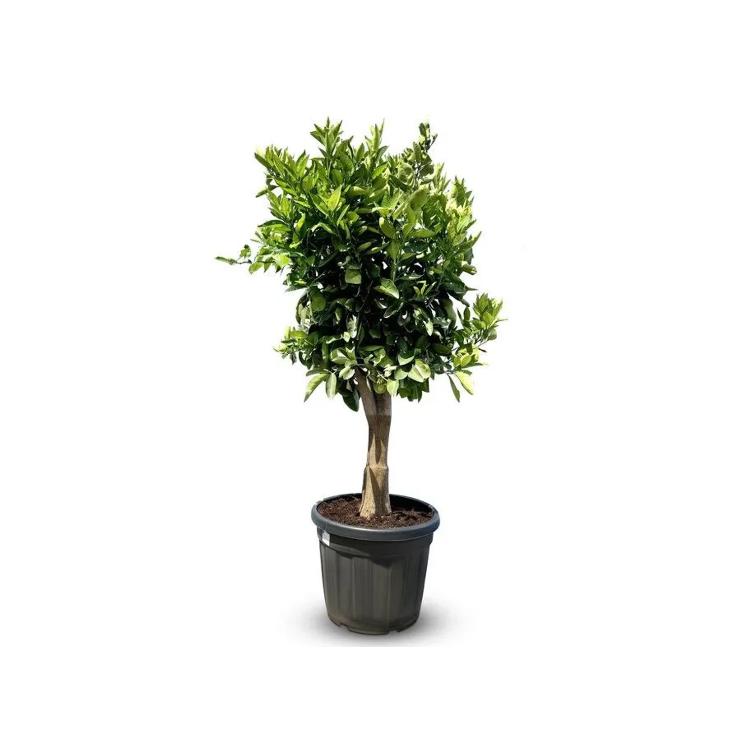 Sunny-Tree Orangenbaum Xl Großer 180 Cm Citrus Sinensis Obstbaum Fruchtbildend 25 Jähriger Orangenbaum