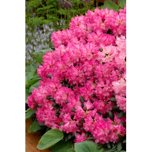 Üppiger, pinkfarbener OBI Yaku-Rhododendron Tatjana im Topf, ca. 20-30 cm hoch.