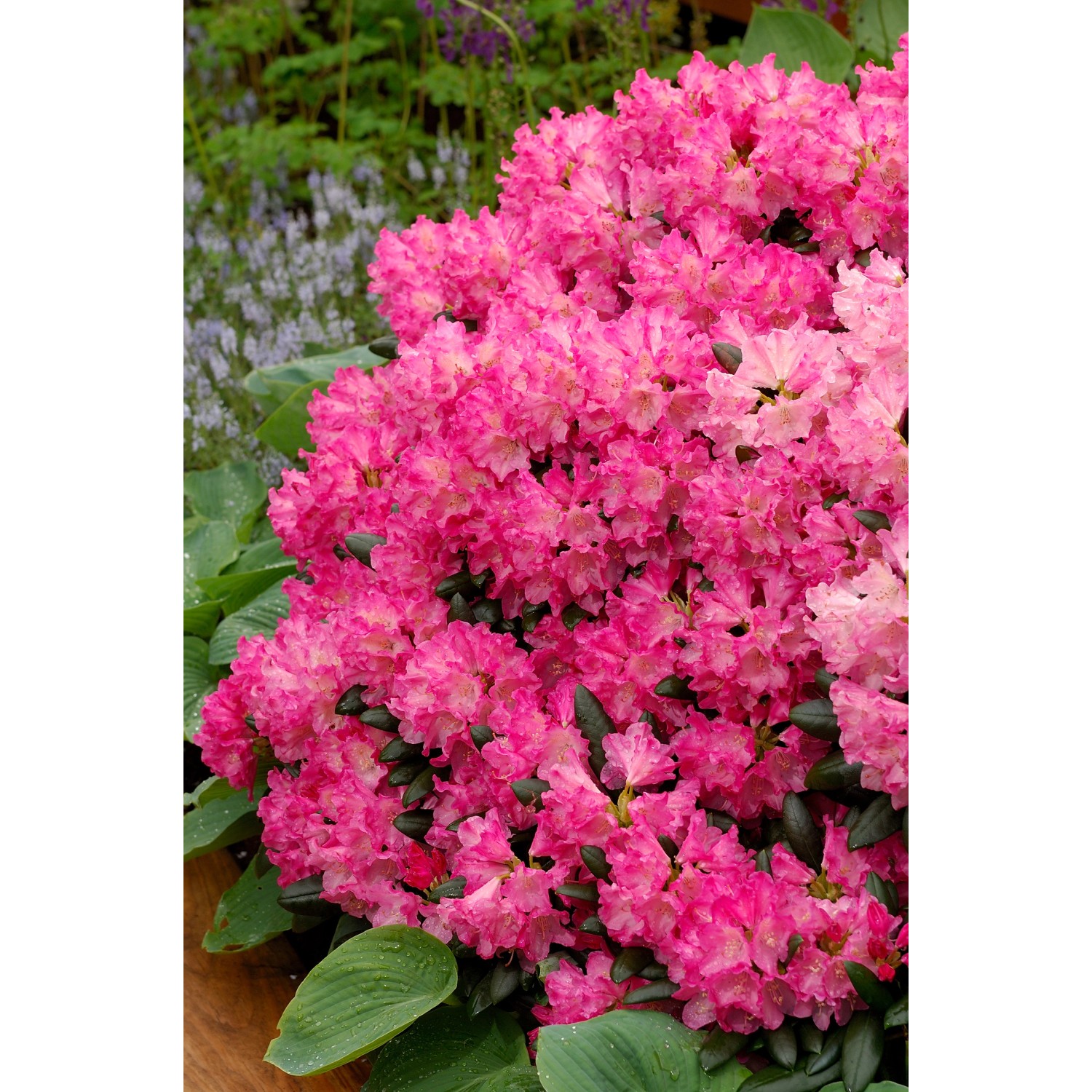 OBI Yaku-Rhododendron Tatjana Pink Höhe ca. 20-30 cm Topf ca. 5 l Rhododendron