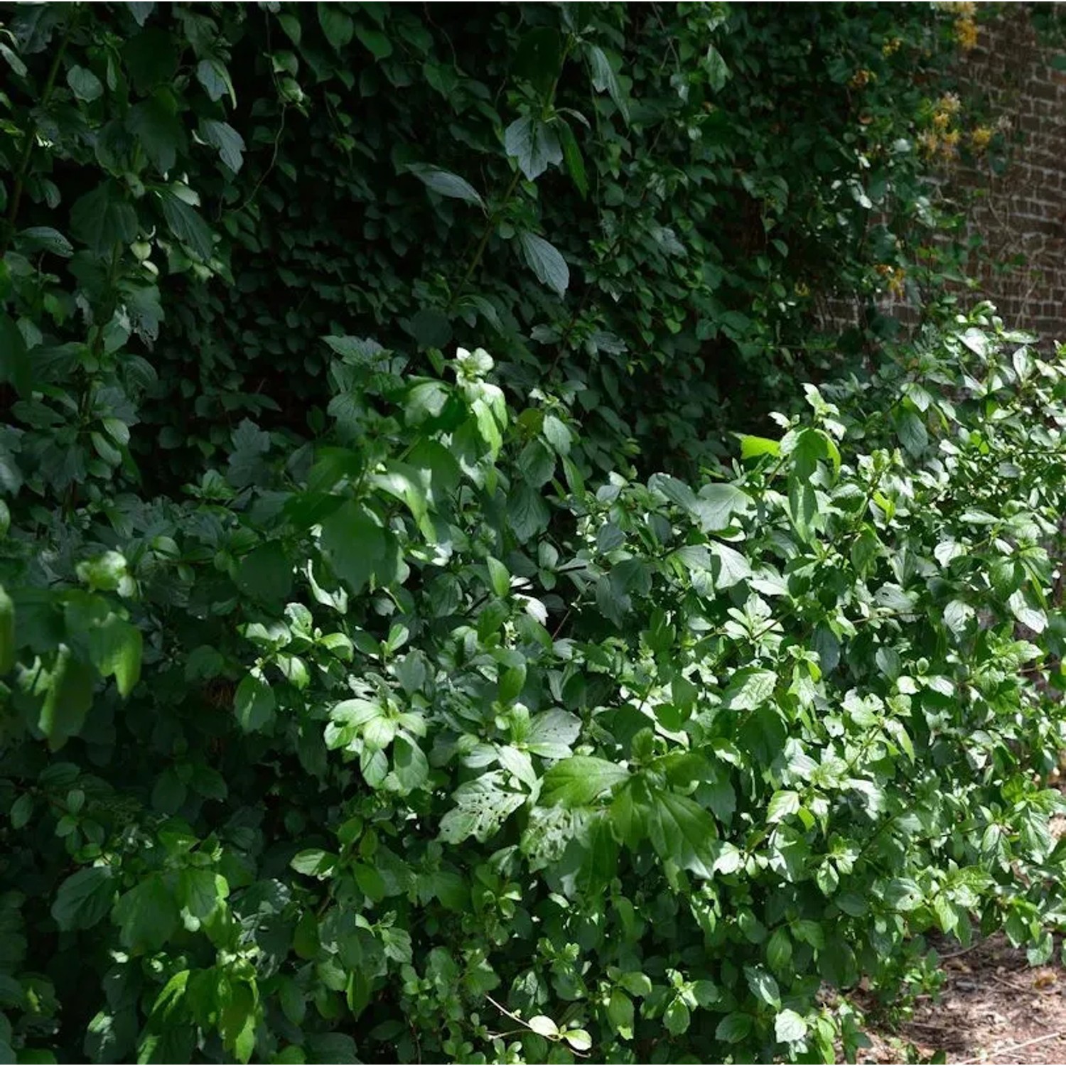 Chinesischer Schneeball Tenkai zaki 125-150cm - Viburnum foetidum