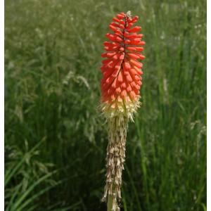 Fackellilie 'Nancys Red' (Kniphofia uvaria) mit leuchtend roten Blüten im Gartenbeet.