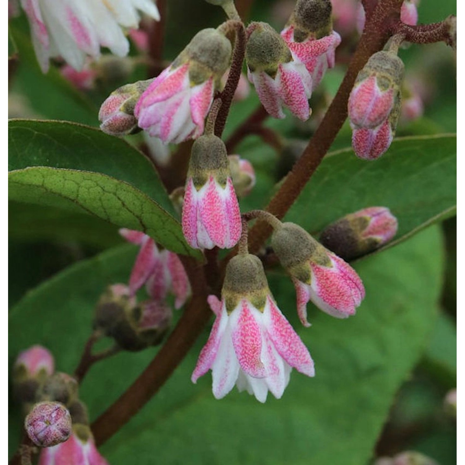 Maiblumenstrauch Codsall Pink 80-100cm - Deutzia scabra günstig online kaufen