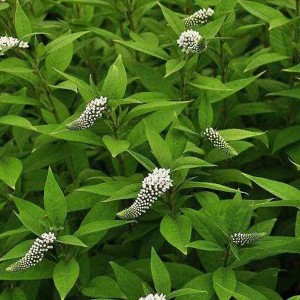 6 x Schneefelberich Lysimachia clethroides Topf 9cm Beetrandpflanze