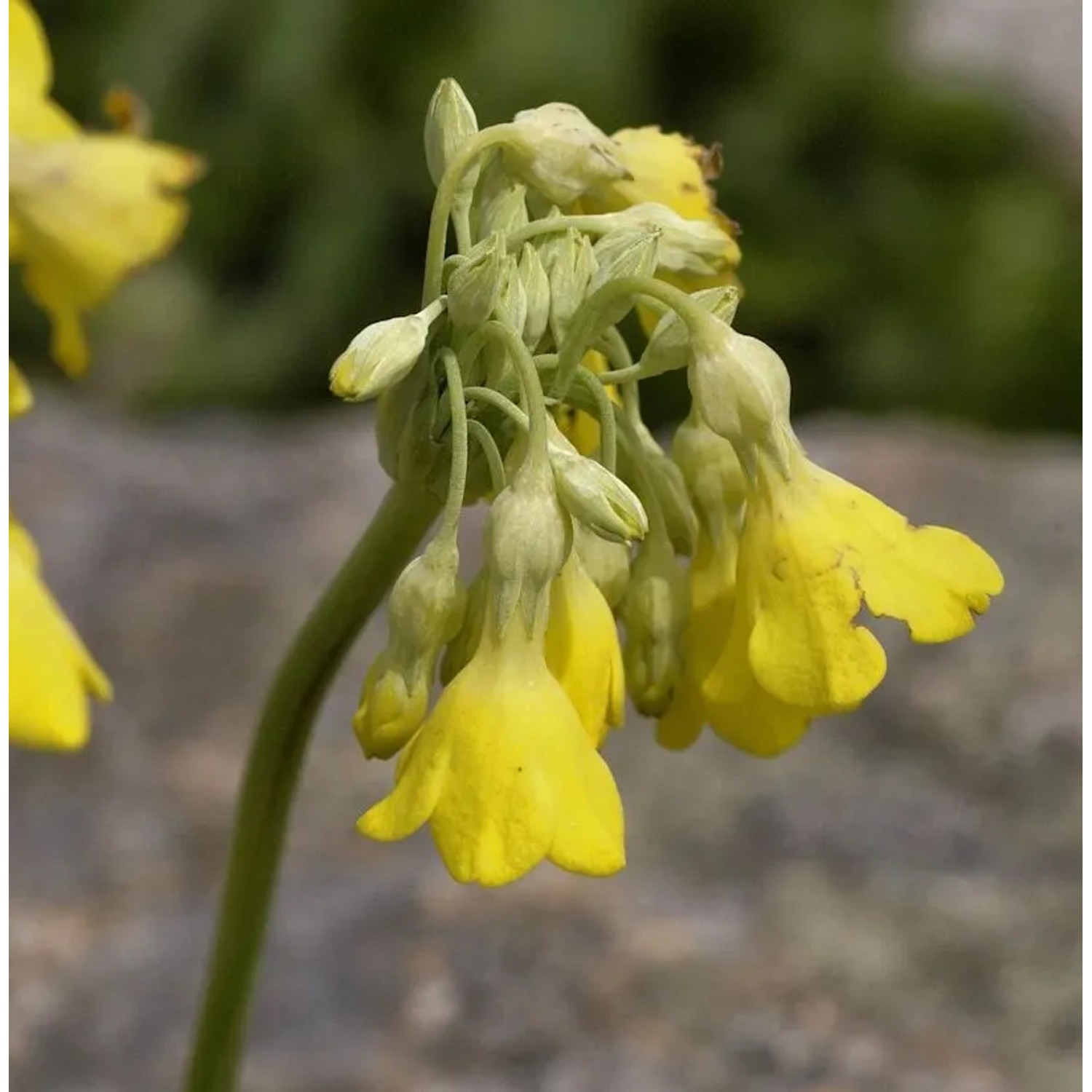 Sommerprimel - Primula florindae