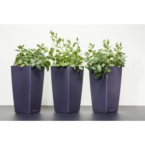 Drei Töpfe mit grüner Pfefferminze (Mentha X Piperita) im 9x9 cm Topf.