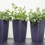 Drei Töpfe mit grüner Pfefferminze (Mentha X Piperita) im 9x9 cm Topf.