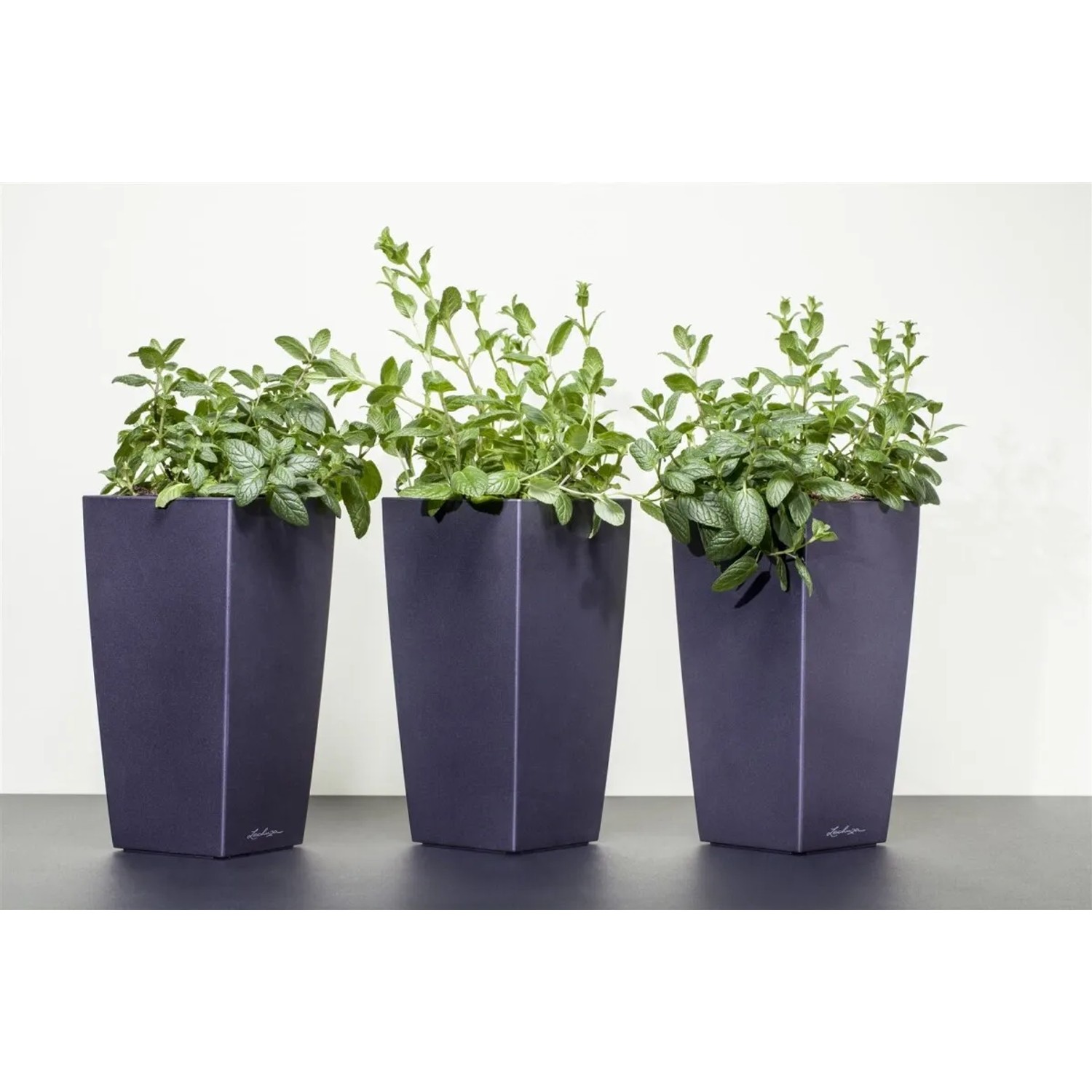 Drei Töpfe mit grüner Pfefferminze (Mentha X Piperita) im 9x9 cm Topf.