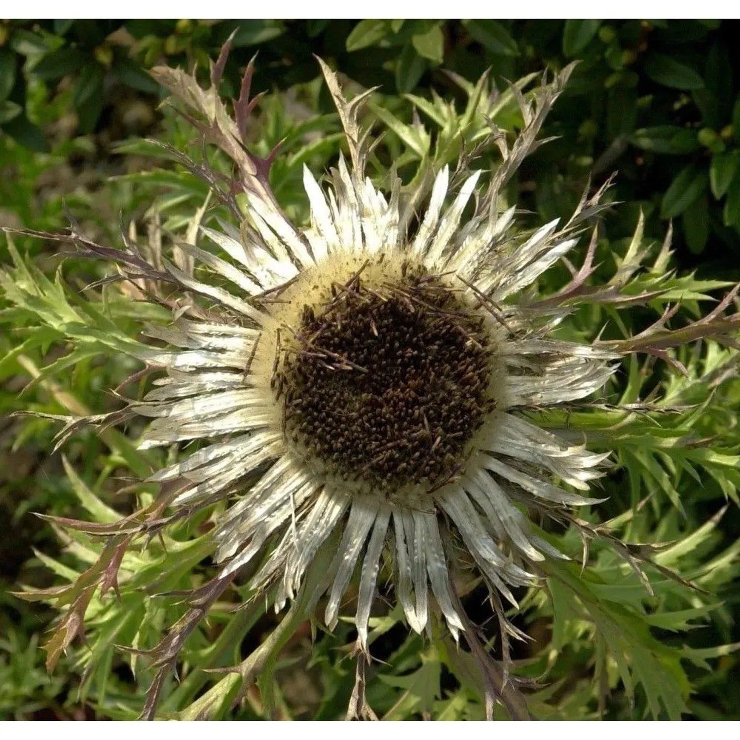 Stengel Silberdistel - Carlina acaulis