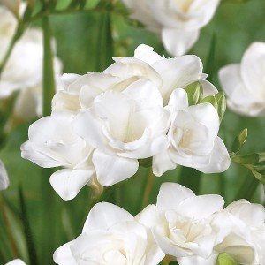 Nahaufnahme einer gefüllten, weißen Freesie von GROW by OBI, ca. 25 cm hoch.