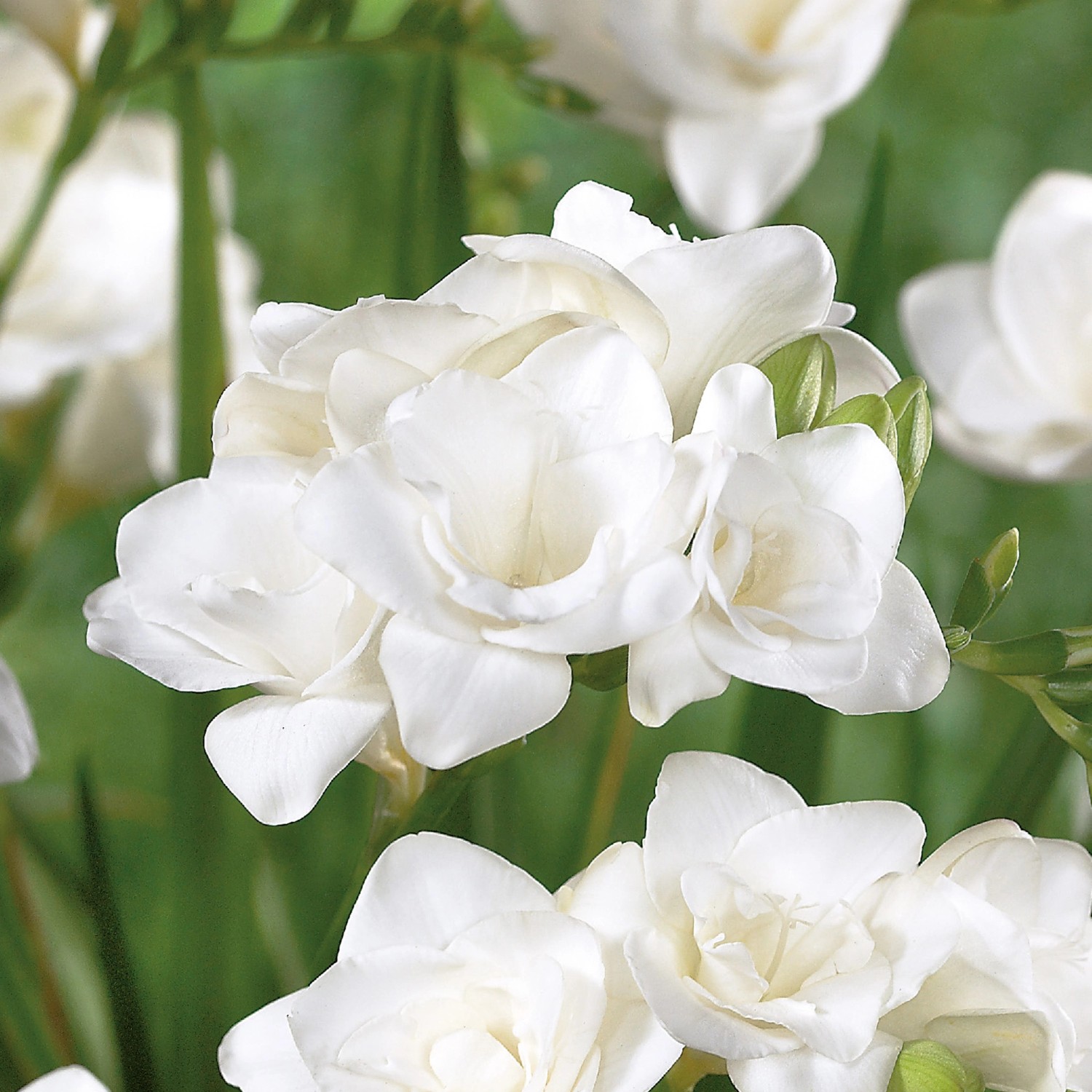 GROW by OBI Freesie "Gefüllt Weiss" Höhe ca. 25 cm Freesia double