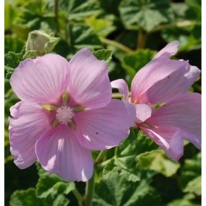 Nahaufnahme einer rosa blühenden Buschmalve (Lavatera thuringiaca) im Garten.