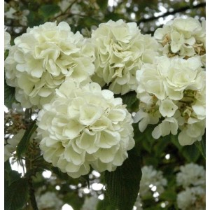 Nahaufnahme des Japanischen Schneeballs 'Opening Day' (Viburnum plicatum) mit weißen Blüten.