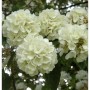 Nahaufnahme des Japanischen Schneeballs 'Opening Day' (Viburnum plicatum) mit weißen Blüten.