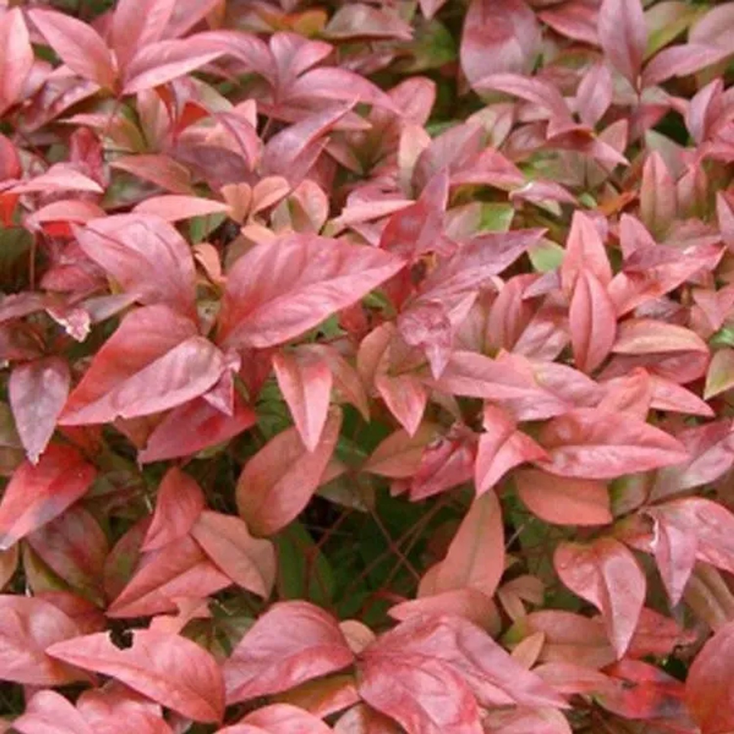 Himmelsbambus Nandina domestica 40 bis 60 cm im Container Immergrün