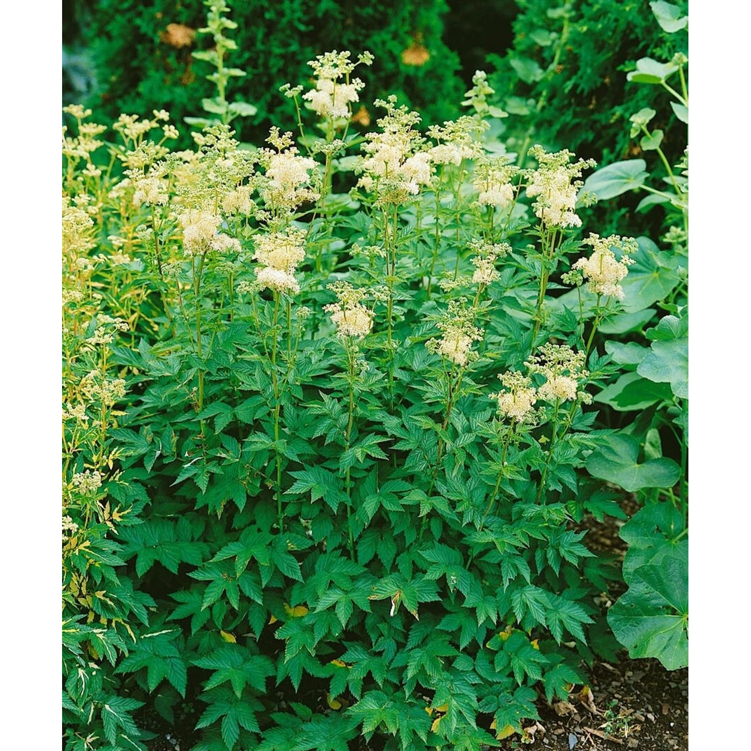 Filipendula Ulmaria Plena Mädesüß Ca. 9x9 cm Topf günstig online kaufen