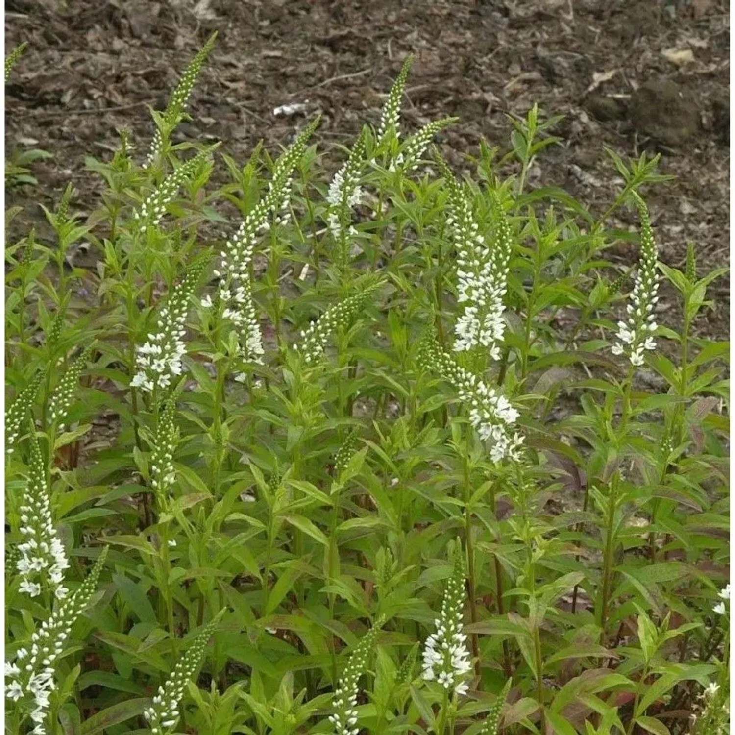 Spanischer Felberich - Lysimachia ephemerum