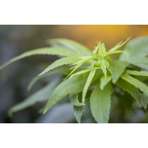 Nahaufnahme des hellgrünen Laubs vom Japanischen Ahorn (Acer Palmatum Mikawa Yatsubusa).
