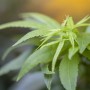Nahaufnahme des hellgrünen Laubs vom Japanischen Ahorn (Acer Palmatum Mikawa Yatsubusa).
