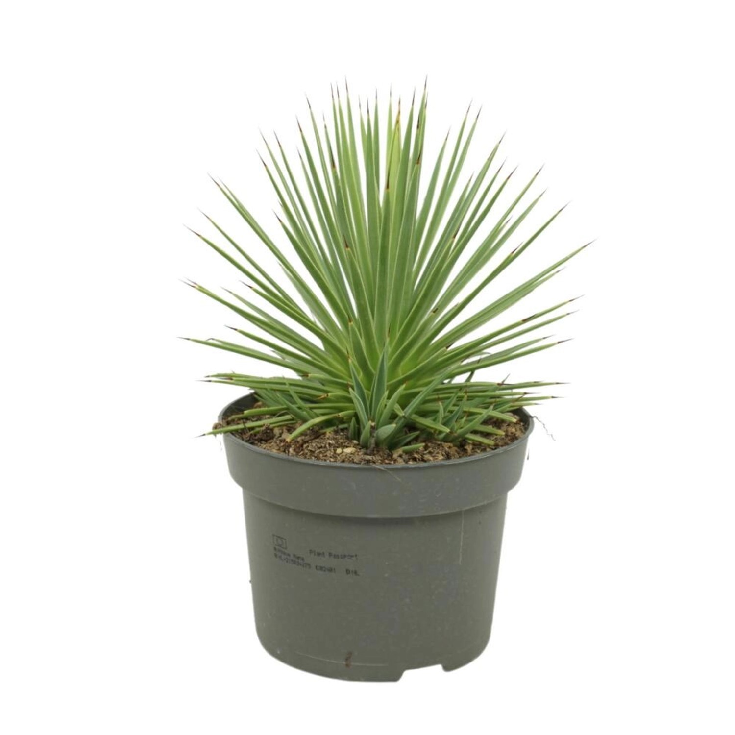 Exotenherz Agave Striata var. Nana Stachelsschwein Agave 12cm Topf