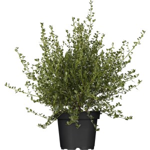 Säckelblume Victoria Blau im Topf, ca. 30-40 cm hoch. Immergrüne Kübelpflanze.