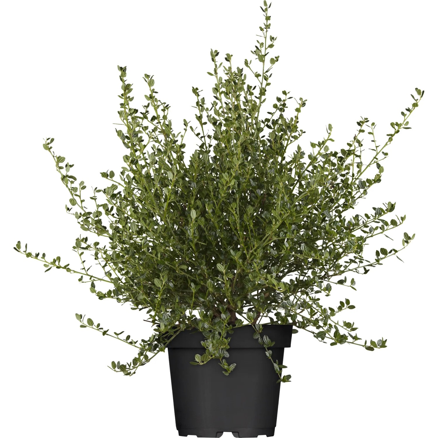 Säckelblume "Victoria" Blau Höhe ca. 30 - 40 cm Topf ca. 6 l Ceanothus impressus