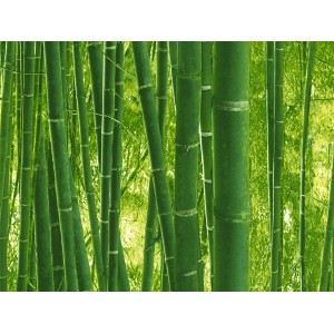 Grüne Bambus Tapete Authentic Walls 2 von A.S. Création, detailreiche Dschungel Optik.