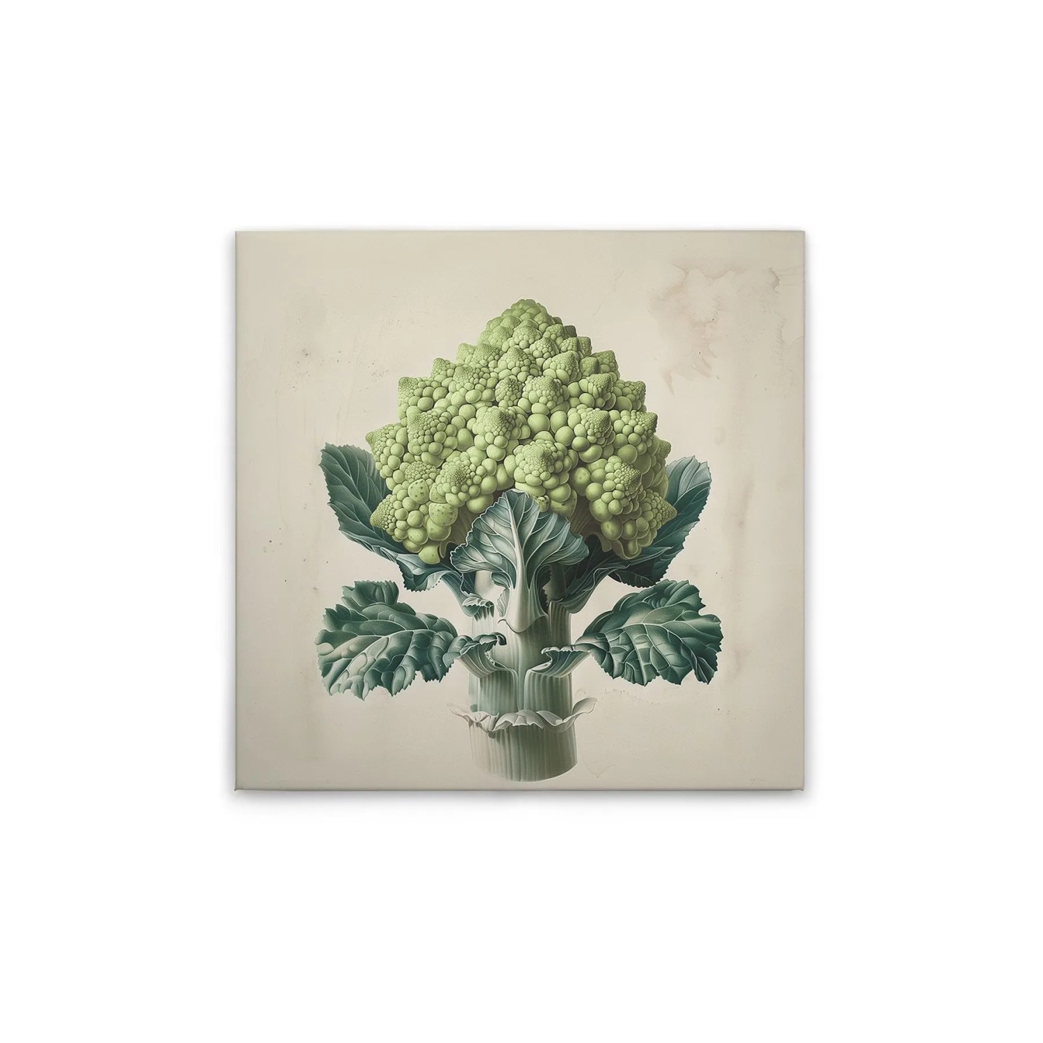 Tadessi Leinwandbild - M1-No.51855 - Romanesco Küchenmotiv - 40 x 40 cm - Quadratisch
