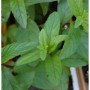 Pfefferminze Mojito - Mentha piperita