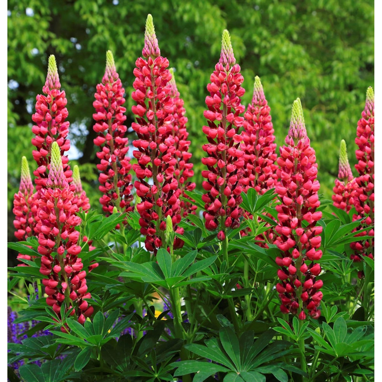 Gartenlupinie Masterpiece - Lupinus polyphyllus günstig online kaufen