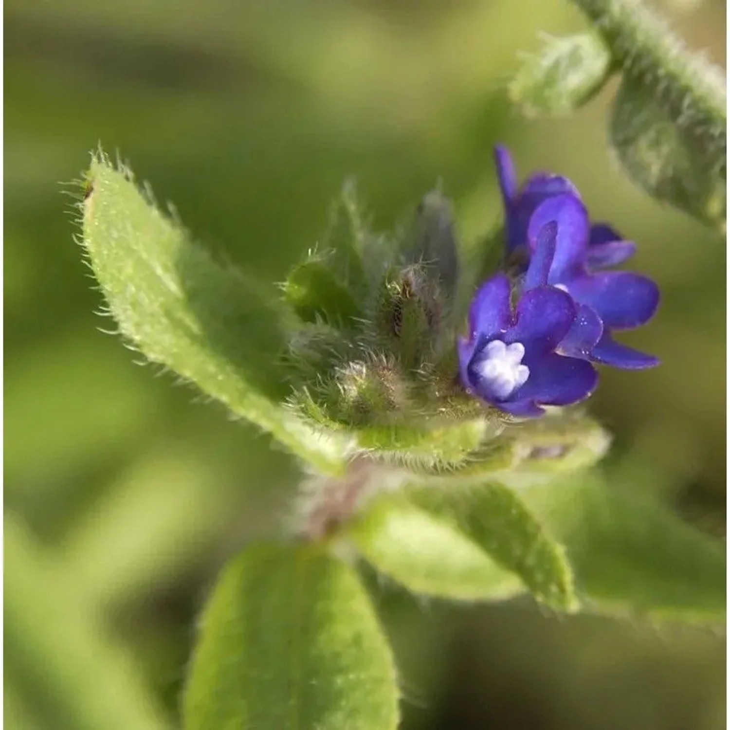Gewöhnliche Ochsenzunge - Anchusa officinalis