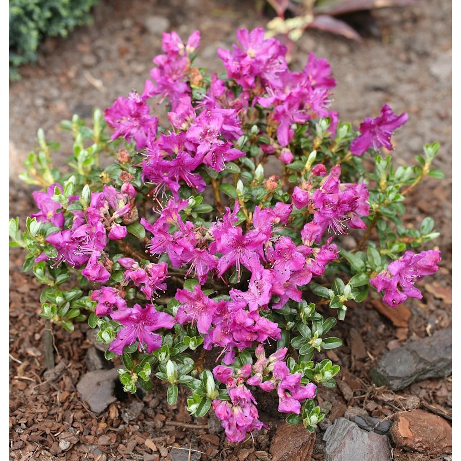 Kriech und Zwerg Rhododendron Select 20-25cm - Rhododendron radistrotum günstig online kaufen