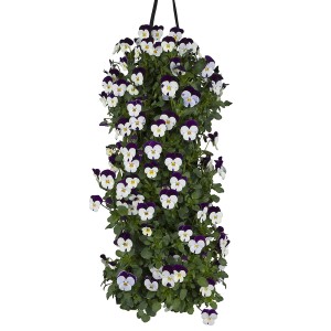 Hängendes Horn-Veilchen mit weißen und violetten Blüten, ca. 45-50 cm lang.