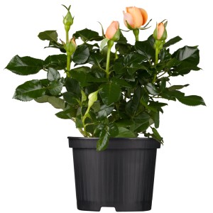 Duftrosen Premium im Topf, ca. 10-20 cm hoch, mit apricotfarbenen Blütenknospen.