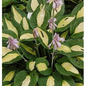 Funkie 'Gipsy Rose' (Hosta cultorum) mit grün-gelben Blättern und lila Blüten.