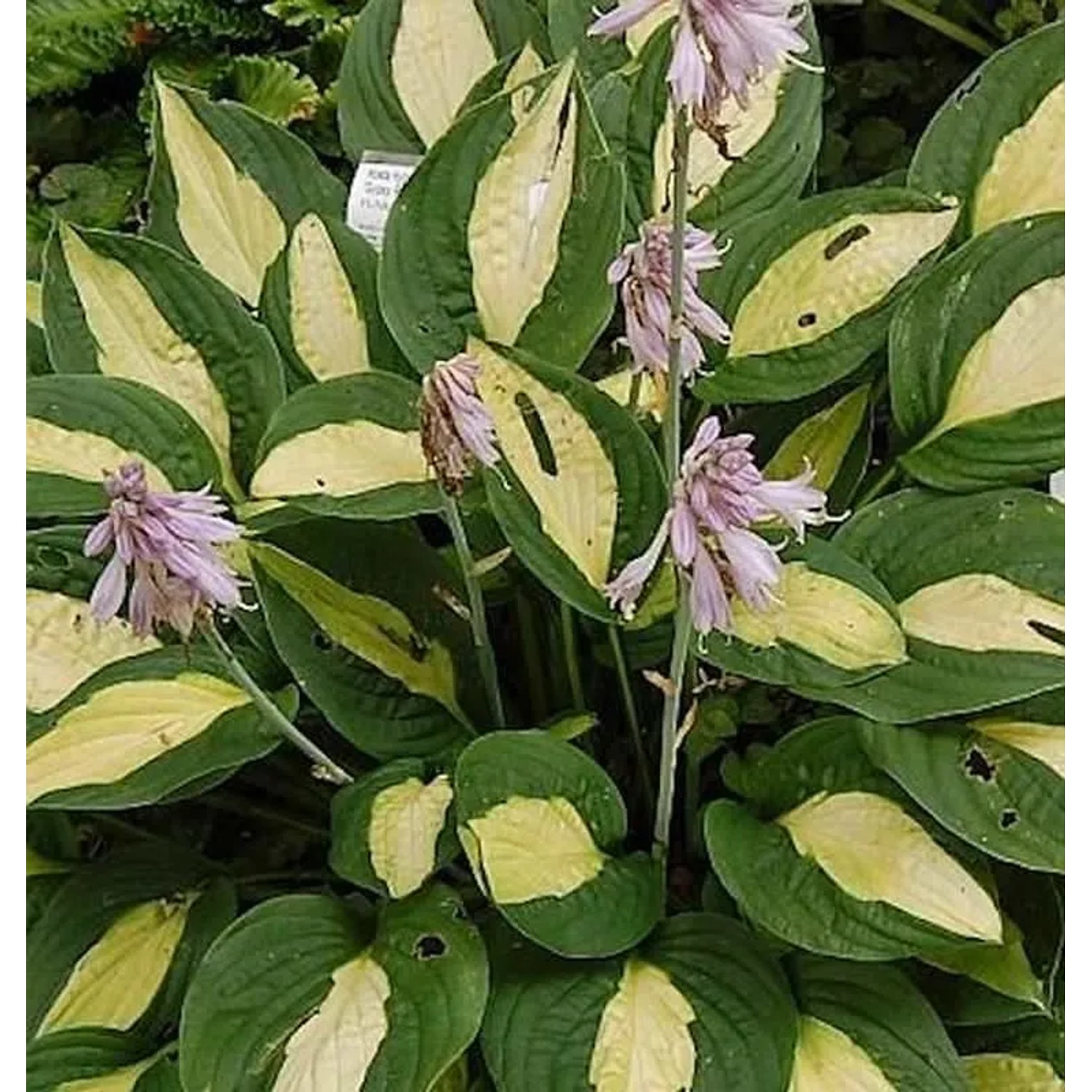 Funkie Gipsy Rose - Hosta cultorum
