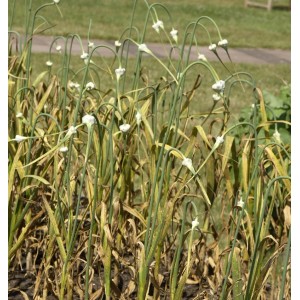Foto von echtem Knoblauch (Allium sativum) im Garten, Stauden mit weißen Blüten.