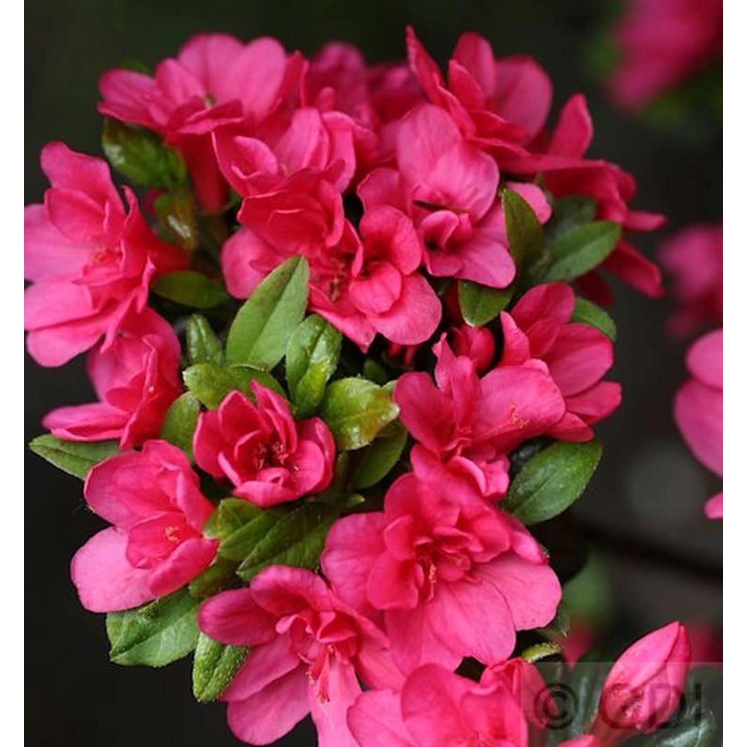 Japanische Azalee Änne 40-50cm - Rhododendron obtusum günstig online kaufen