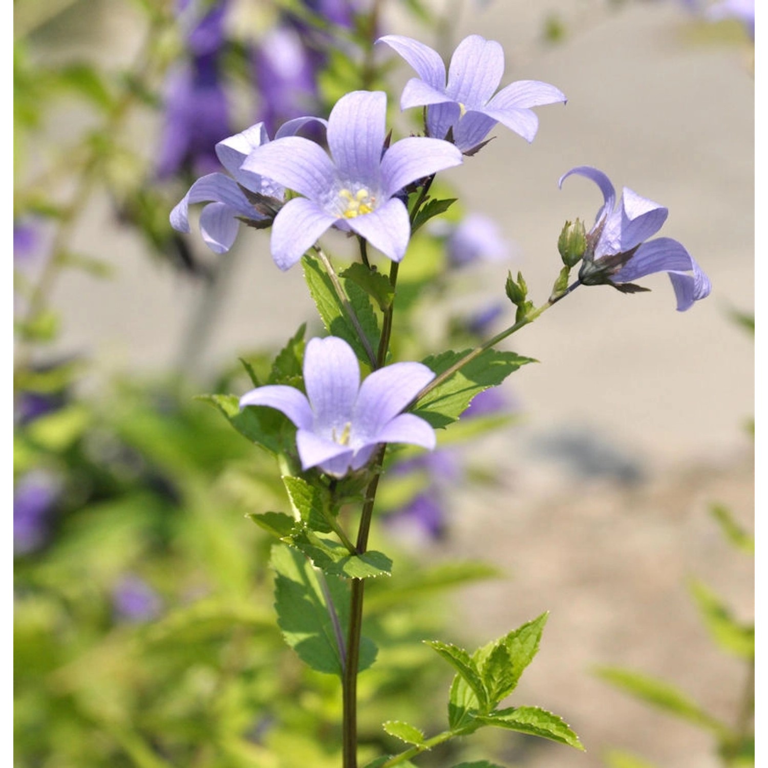 Doldenglockenblume - Campanula lactiflora günstig online kaufen