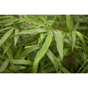 Nahaufnahme des grünen, immergrünen Fargesia Rufa Bambus, 40–60 cm hoch.