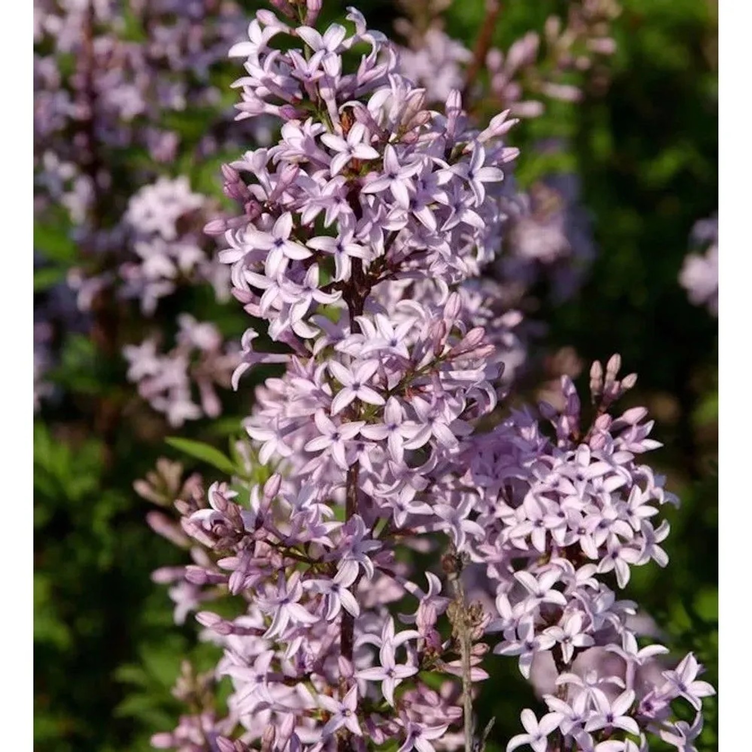 Hochstamm Afghanischer Flieder 80-100cm - Syringa afghanica