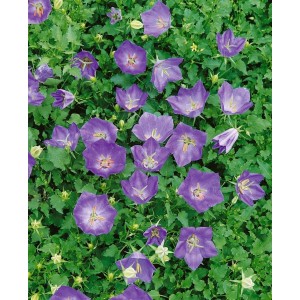 Nahaufnahme der blauen Polster-Glockenblume (Campanula) im 9x9 cm Topf. Blühende Staude mit grünen Blättern.